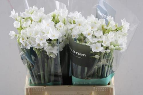 Narcissus Tazetta Grp met blad 'Ziva'