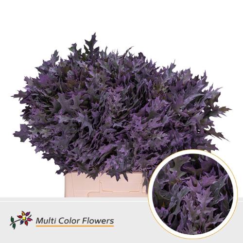 Quercus palustris kleurbehandeld H%