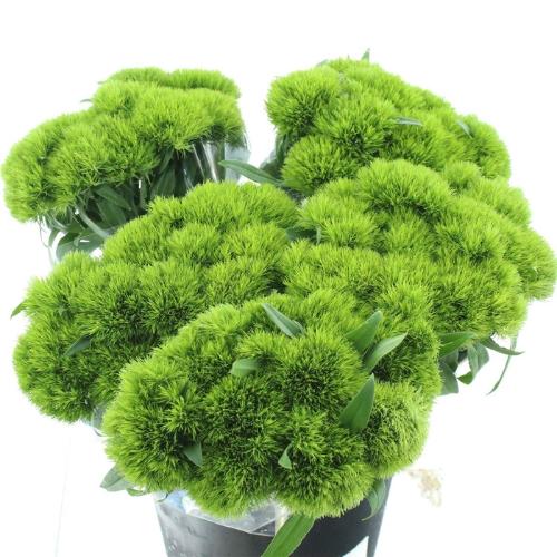 Dianthus barbatus Kiwi Mellow