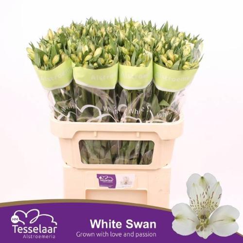 Alstroemeria White Swan