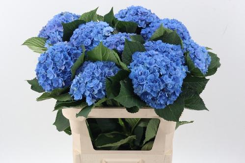 Hydrangea macrophylla Royal Majesty (blauw)