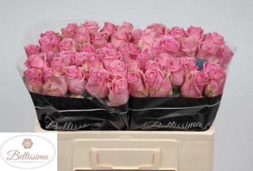 Rosa grootbloemig Wham