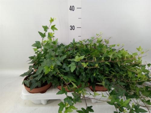 Hedera helix 'Shamrock'