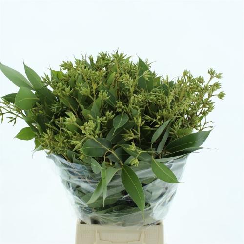 Eucalyptus robusta