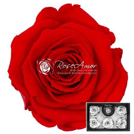 Rosa grootbloemig kleurbehandeld H%