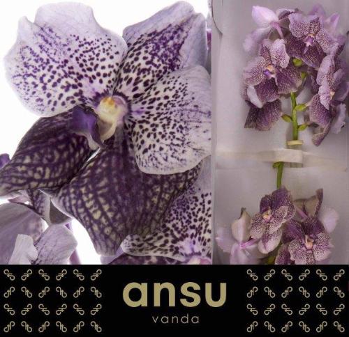 Vanda Divana Antique Mauve Plum