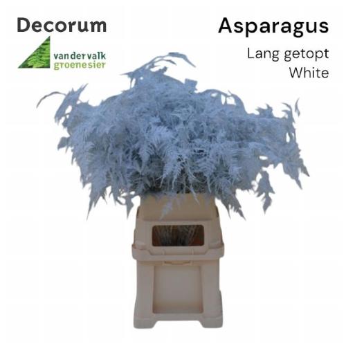 Asparagus overig kleurbehandeld H%