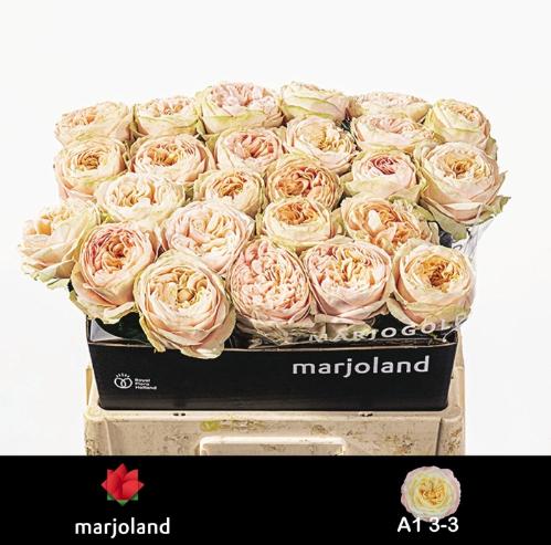 Rosa grootbloemig Priscilla!