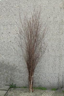 Decoratiegroen overig