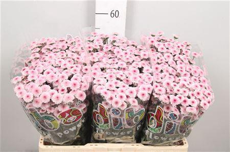 Chrysanthemum (Indicum Grp) tros santini Madiba Bico Tyolo