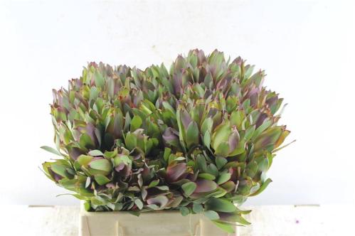 Leucadendron 'Senorita'