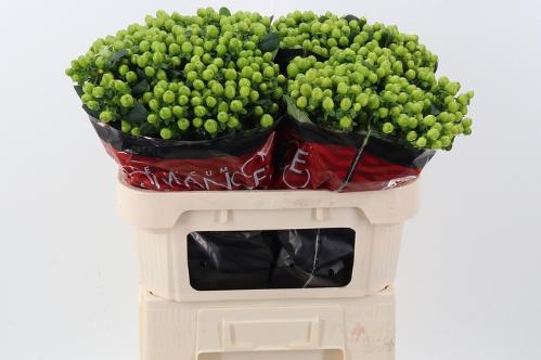Hypericum androsaemum Lucky Romance