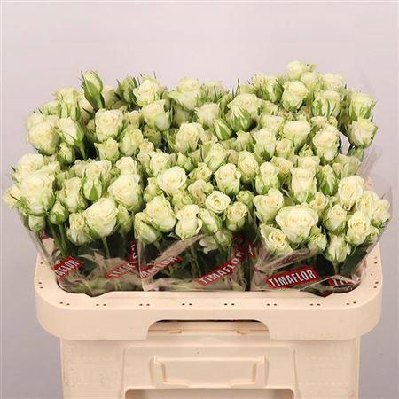 Rosa tros Snowflake