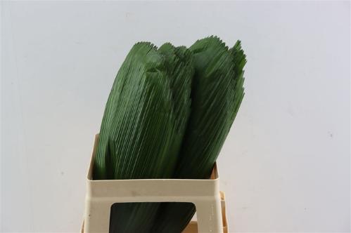 Decoratiegroen groot blad