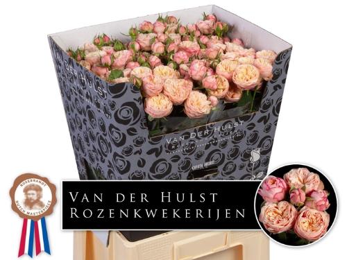 Rosa tros Royal Blush