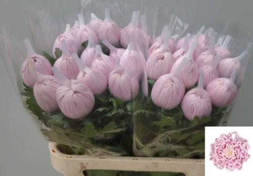 Chrysanthemum Indicum Grp geplozen kas Vienna