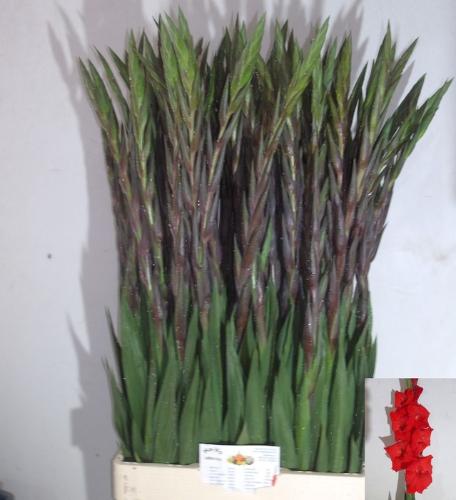 Gladiolus (Large-flowered Grp) 'Bunga'