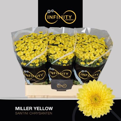 Chrysanthemum (Indicum Grp) tros santini Miller Yellow