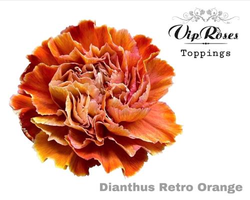Dianthus standaard kleurbehandeld H%