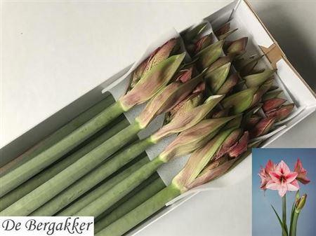 Hippeastrum Galaxy Grp 'Revelation'