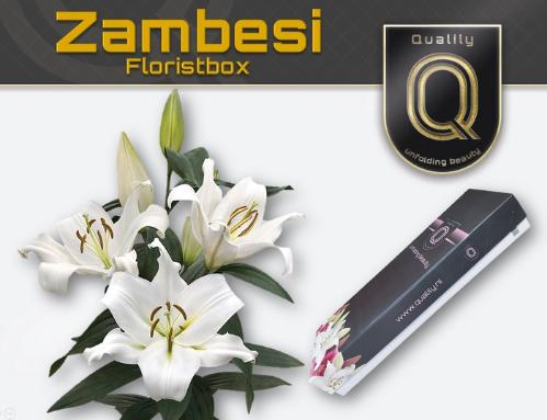 Lilium Oriental x Trumpet Grp 'Zambesi'