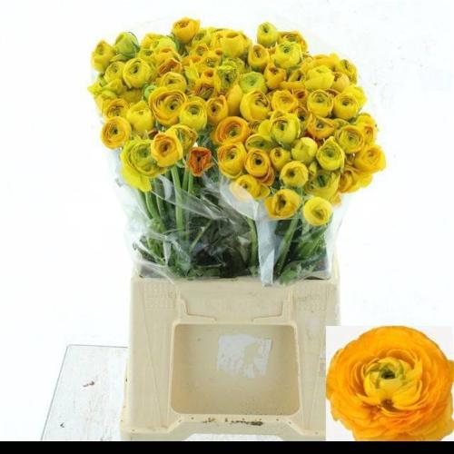 Ranunculus asiaticus 'Elegance Yellow'
