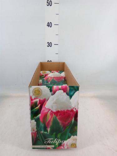 Tulipa (bol)