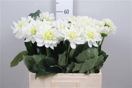Dahlia 'Karma Maarten Zwaan'