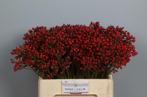 Rosa Magical Orange Pride