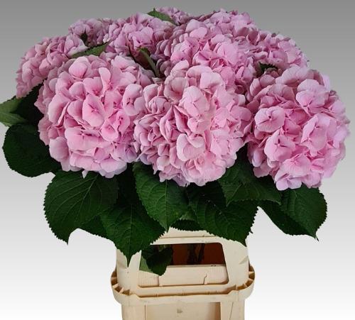 Hydrangea macrophylla 'Verena'