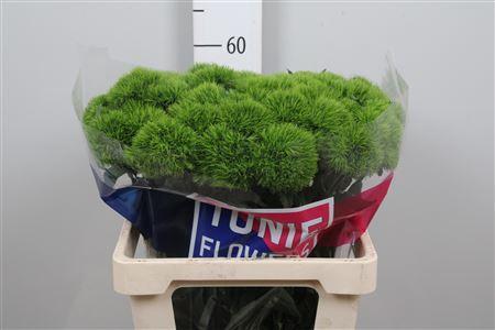 Dianthus barbatus Kiwi Mellow