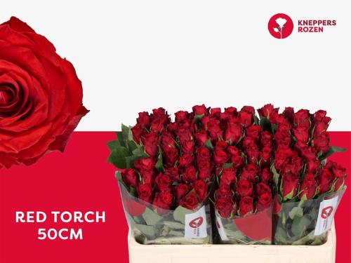 Rosa grootbloemig Red Torch