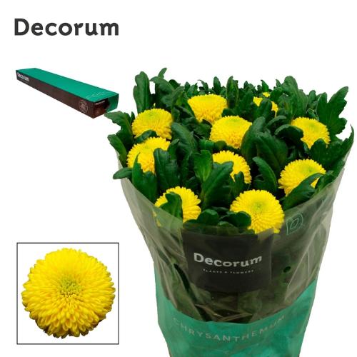 Chrysanthemum (Indicum Grp) geplozen Brasiliana