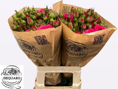 Rosa tros Baronesse Freiland