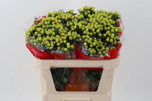 Hypericum androsaemum Jungle Romance