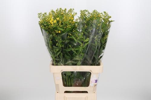 Lysimachia vulgaris
