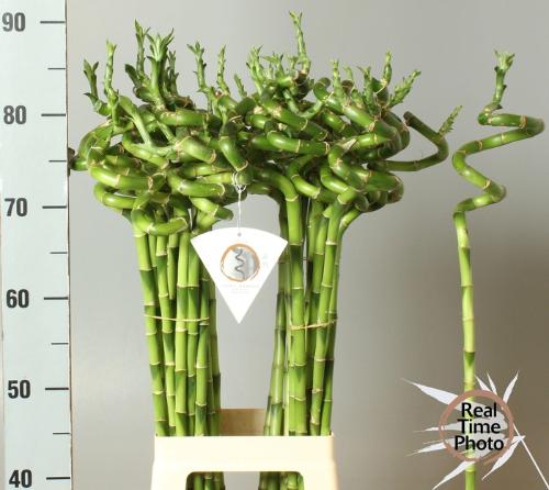 Dracaena sanderiana Lucky Bamboo
