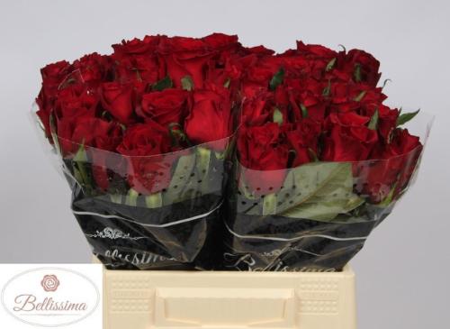 Rosa grootbloemig Ever Red