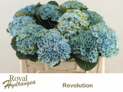 Hydrangea macrophylla Magical Revolution