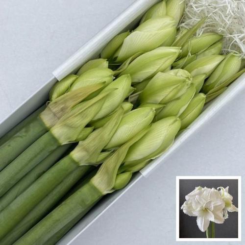 Hippeastrum (Double Galaxy Grp) Wimbledon