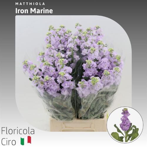 Matthiola incana 'Iron Marine'