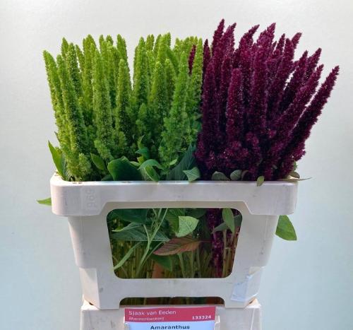 Amaranthus gemengd