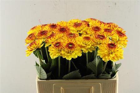 Dahlia Ball Grp 'Icoon'