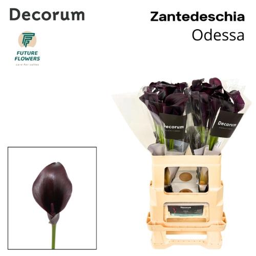 Zantedeschia 'Odessa'