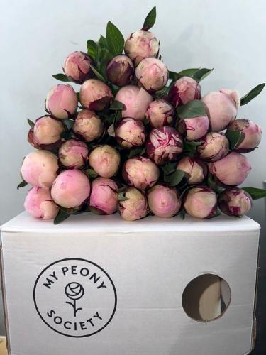 Paeonia Lactiflora Grp 'Reine Hortense'