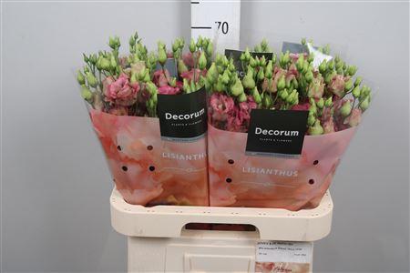 Eustoma russellianum gevuldbloemig 'Elece Retro Rose'