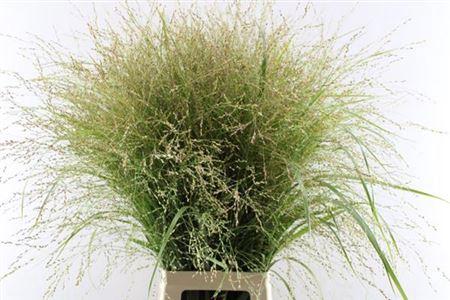 Panicum virgatum 'Squaw'