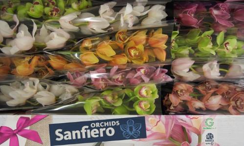 Cymbidium grootbloemig per tak gemengd