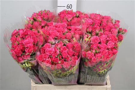 Rosa tros Lianne