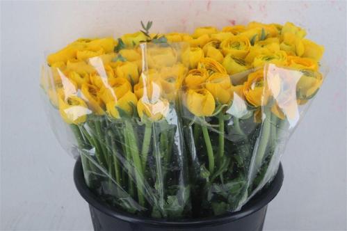 Ranunculus asiaticus 'Elegance Yellow'